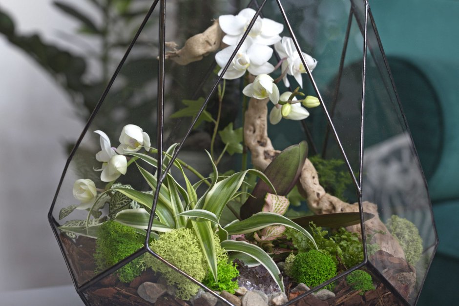 Флорариум с орхидеями
