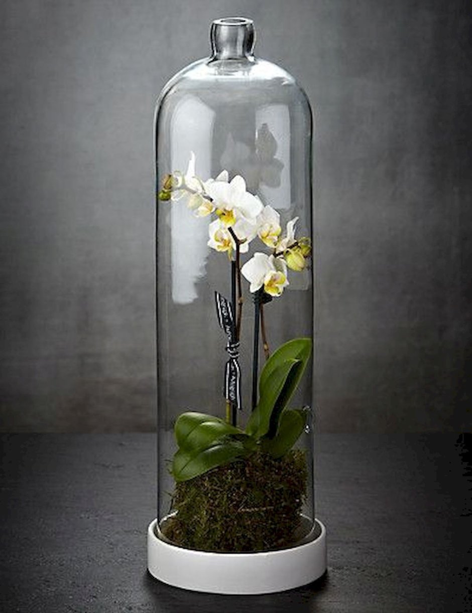 Орхидея в колбе
