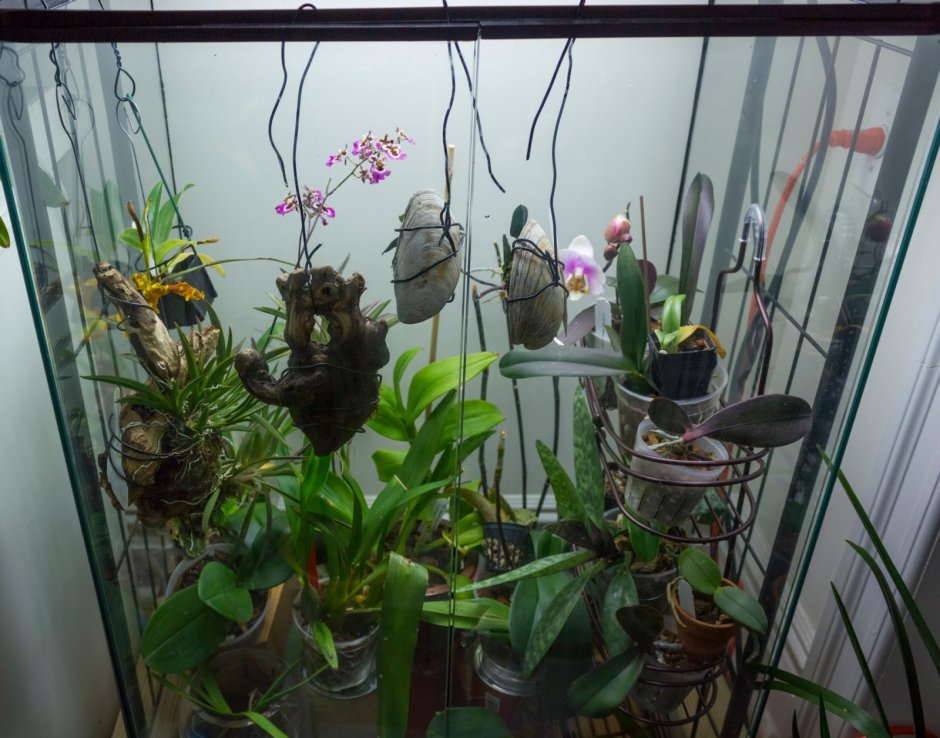 Террариум для орхидей