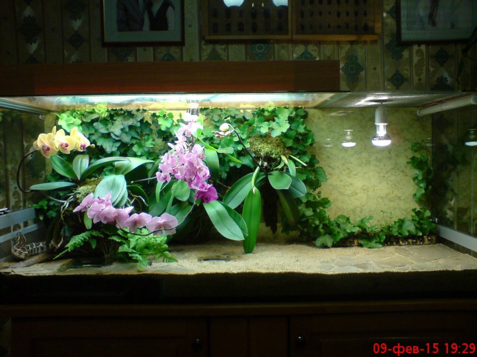 Орхидея в аквариуме