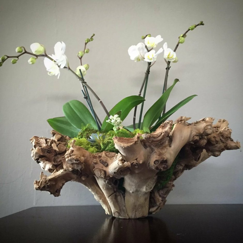 Рутарий с орхидеями