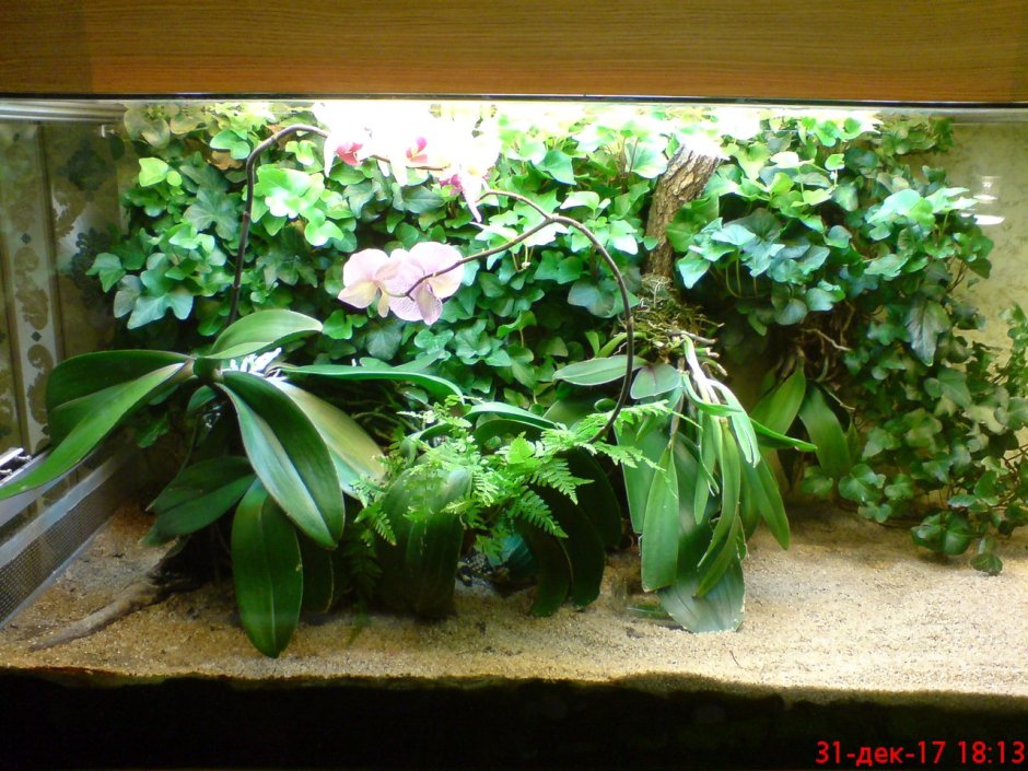 Орхидея фаленопсис в аквариуме