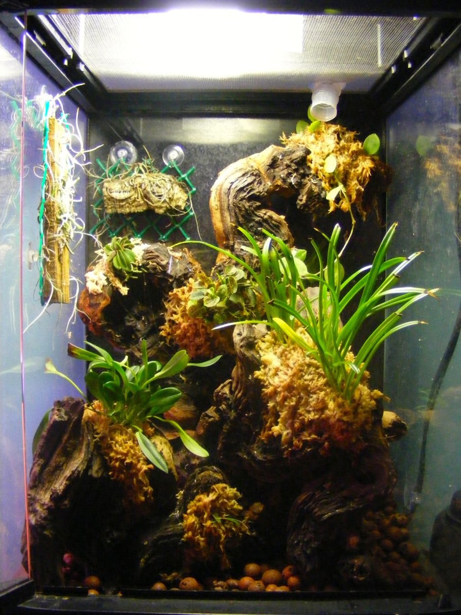 Орхидеи аквариум террариум