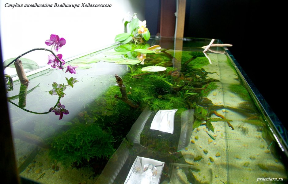 Орхидея в аквариуме с рыбками