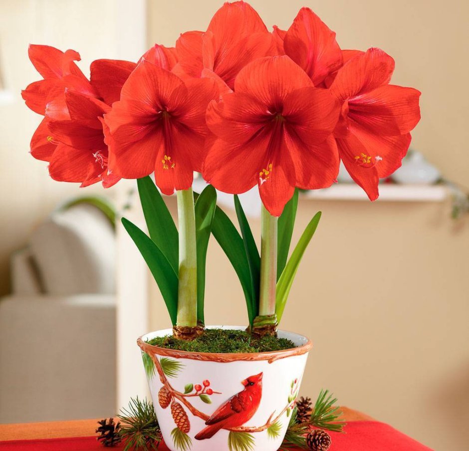 Комнатный цветок гиацинт