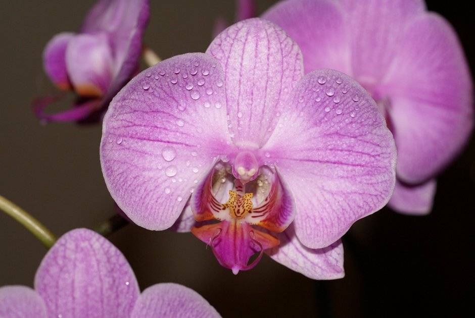Орхидея побре