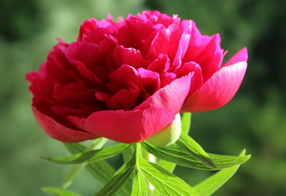 Пион горный Paeonia oreogeton