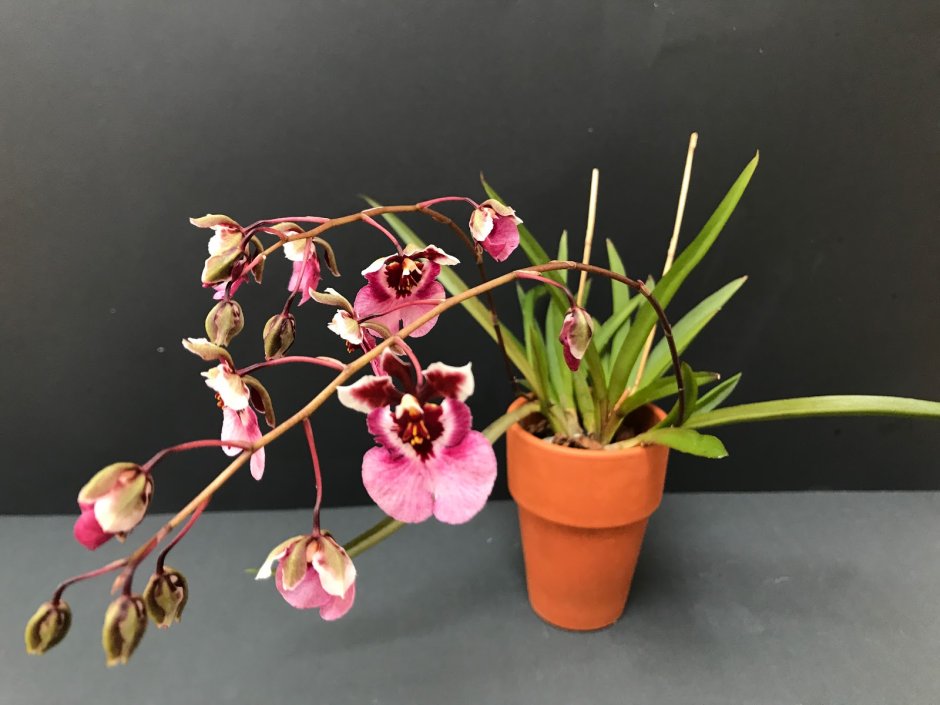 Толумния Орхидея