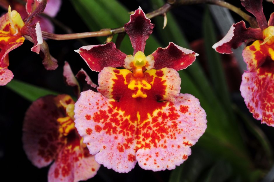 Толумния Орхидея на блоке