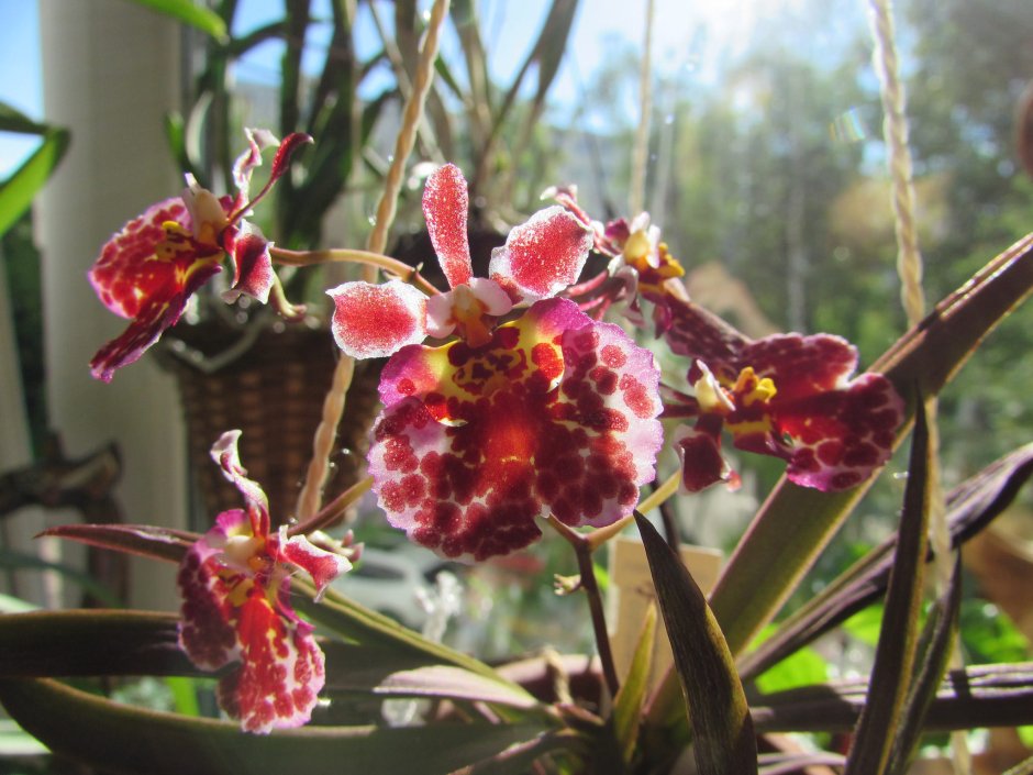 Орхидея Oncidium jonesianum