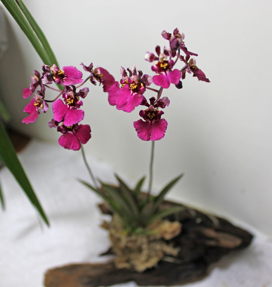 Толумния Орхидея