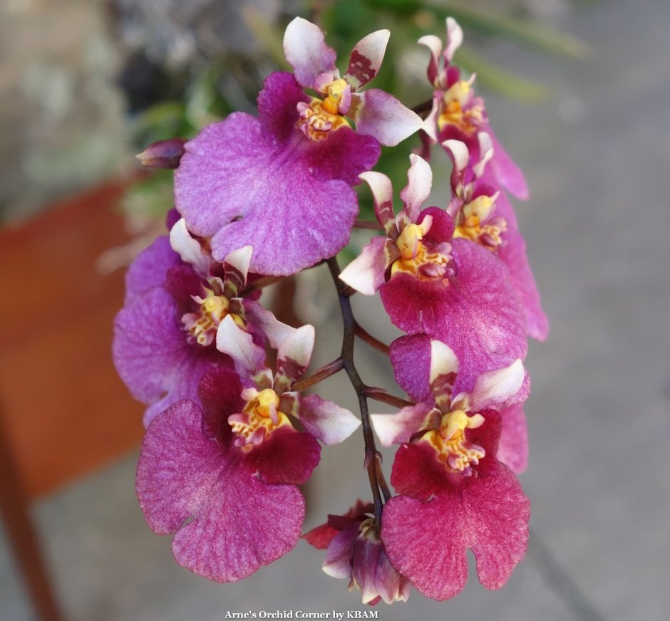 Орхидея толумния уход в домашних условиях