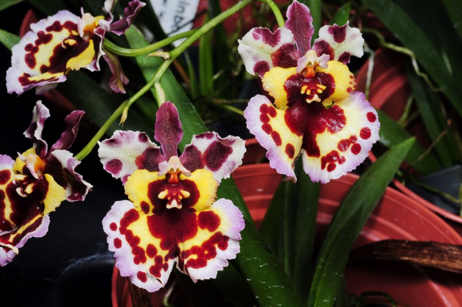 Толумния орхидея