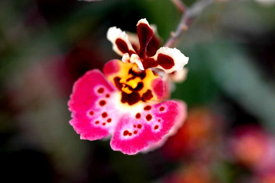 Толумния Орхидея фото