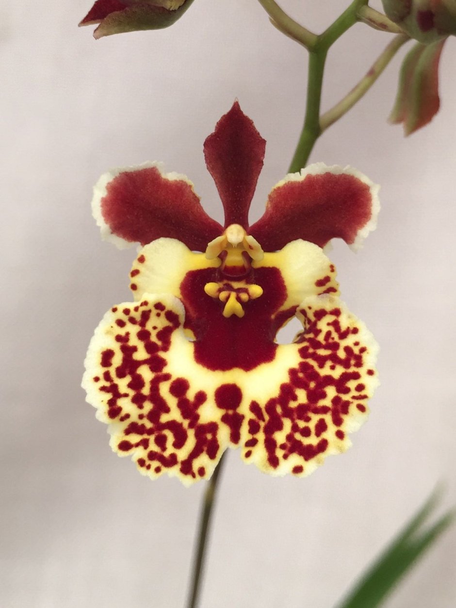 Толумнии орхидеи