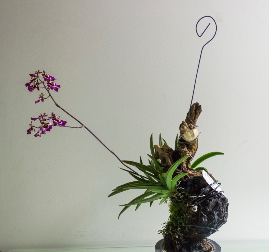 Орхидея толумния секреты выращивания