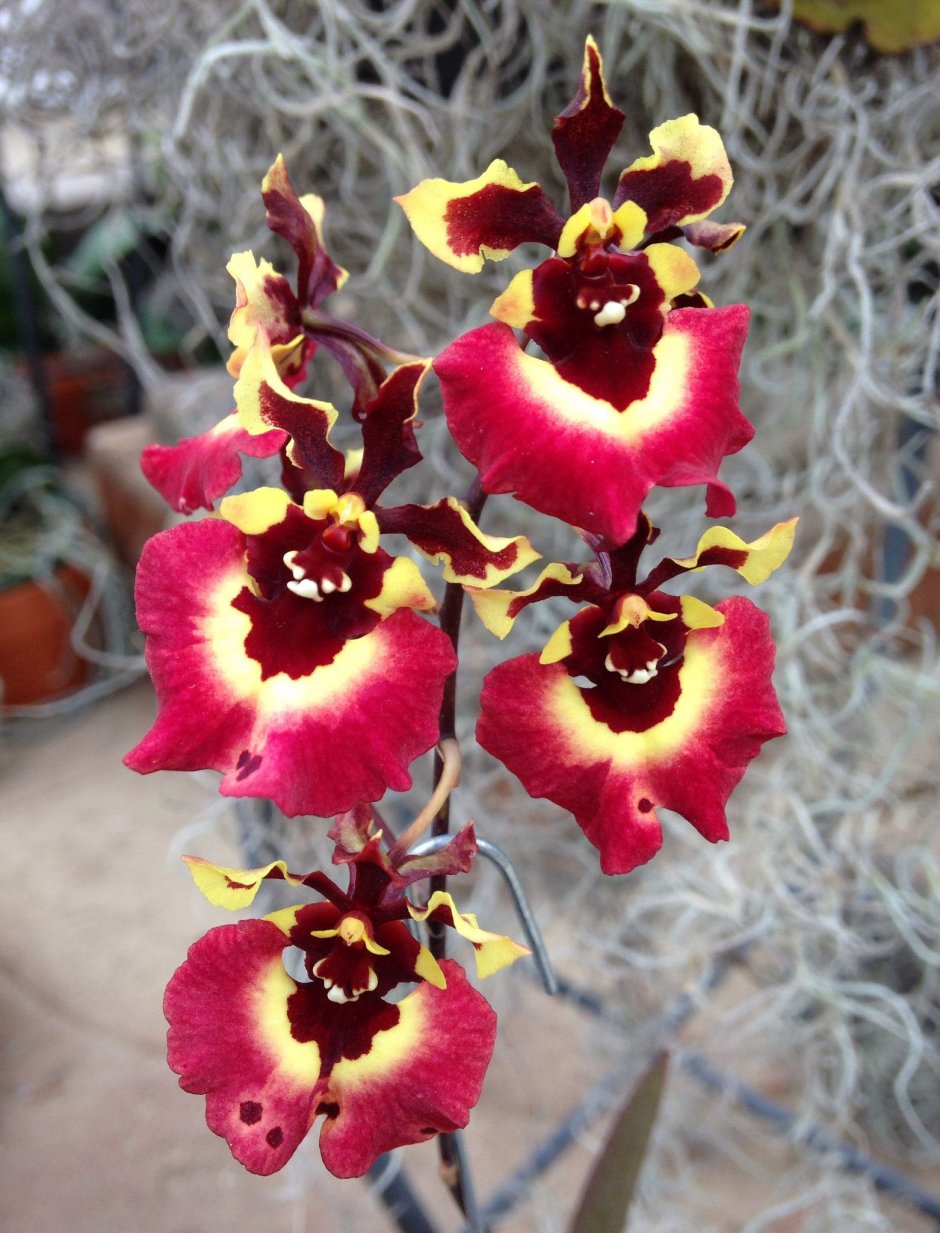 Толумнея Орхидея