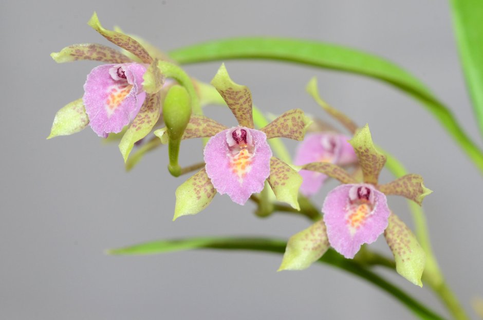 Кохлеантес орхидея