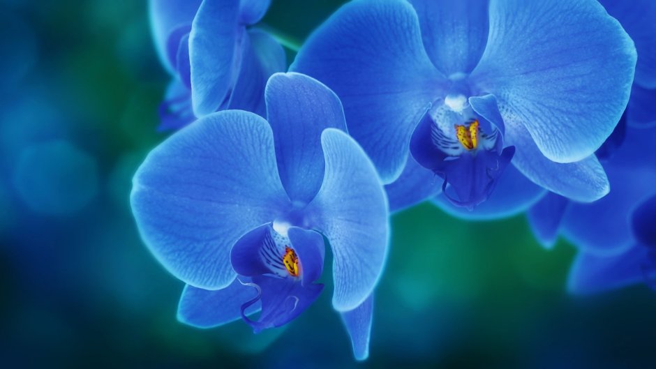 Орхидея Фловер Кинг синяя