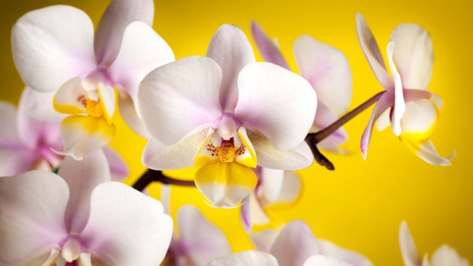 Орхидея бело желтая