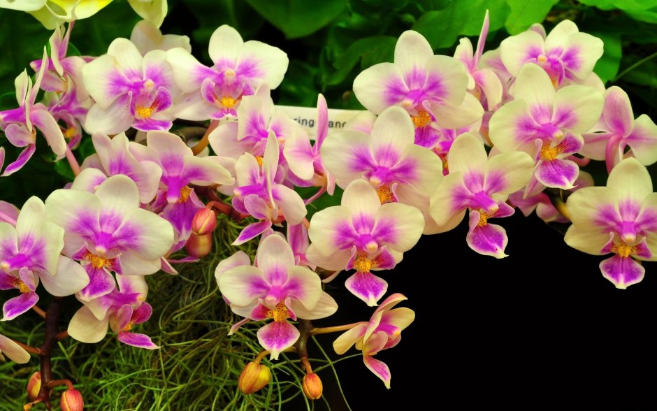 Орхидеи Orchid