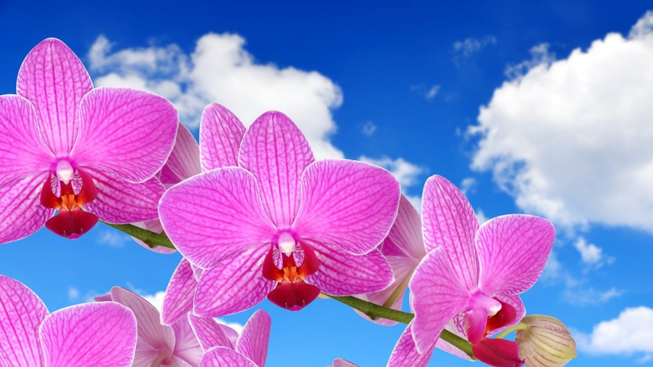 Орхидея Мальва