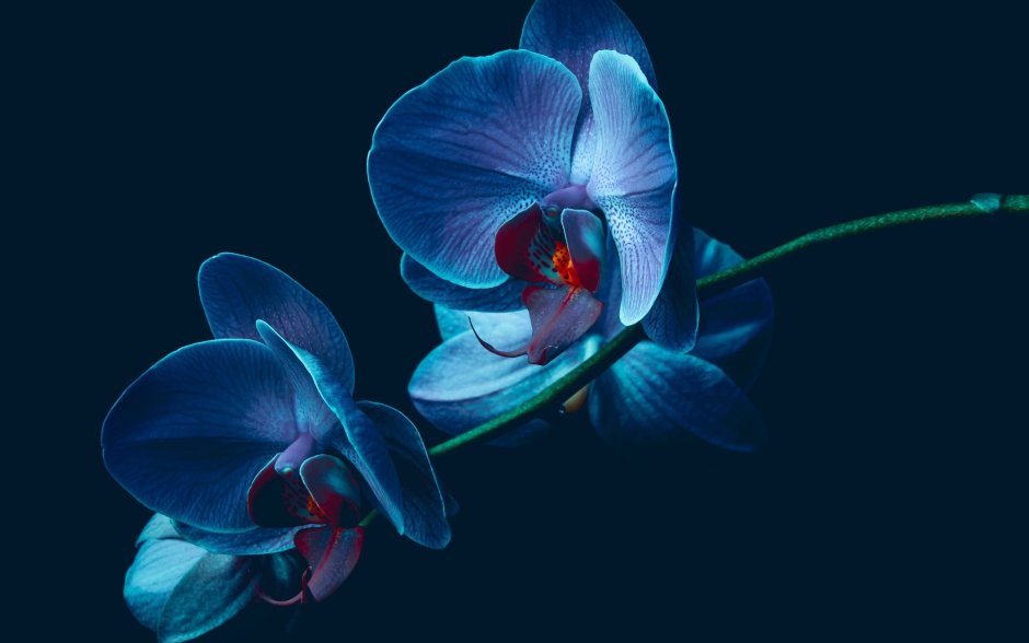 Синие орхидеи