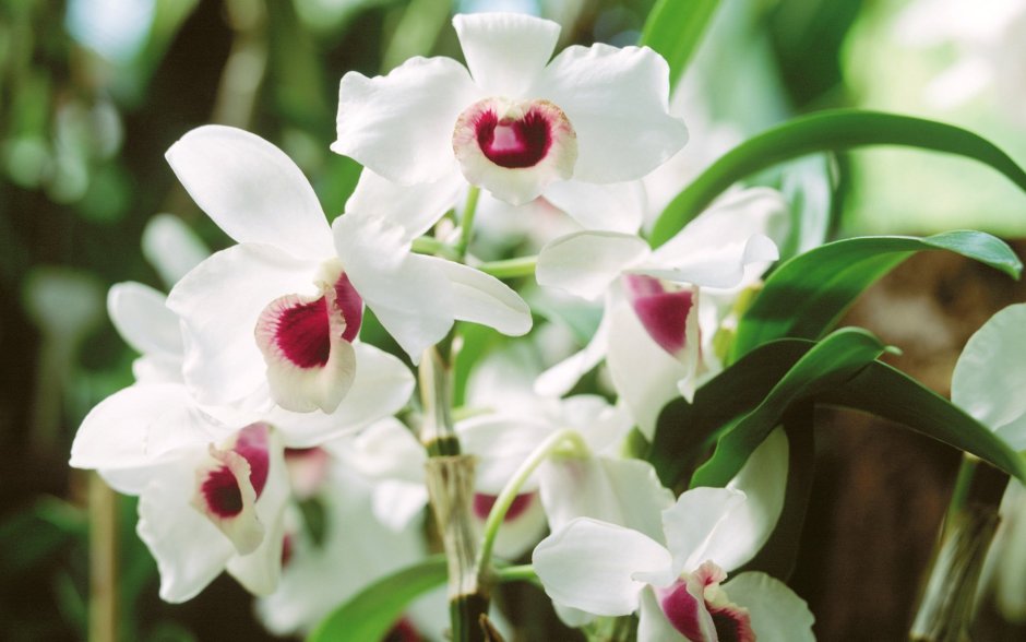 Орхидея Mljet