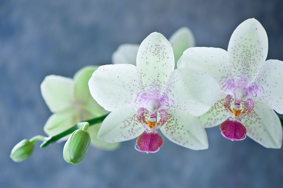 Белая Орхидея цветок