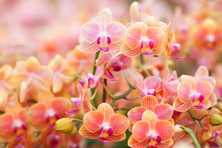 Яркие орхидеи