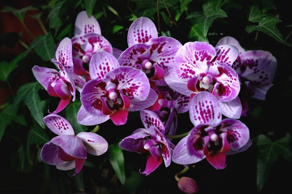 Орхидея Лиодора
