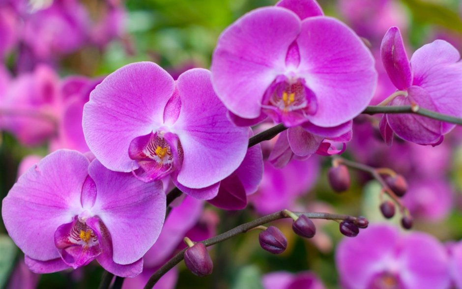 Цветы розовые орхидеи