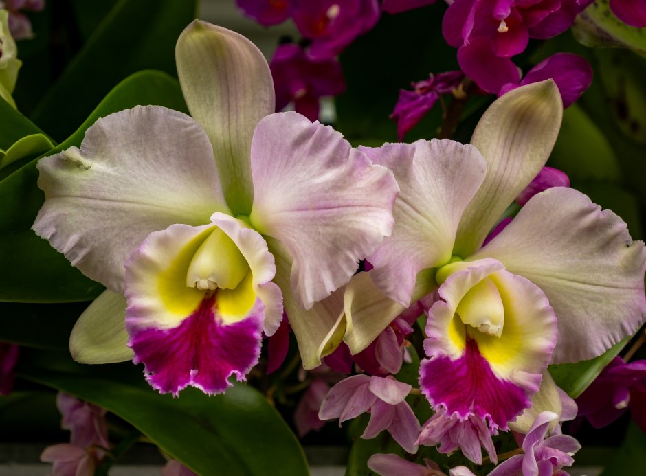 Крупные орхидеи