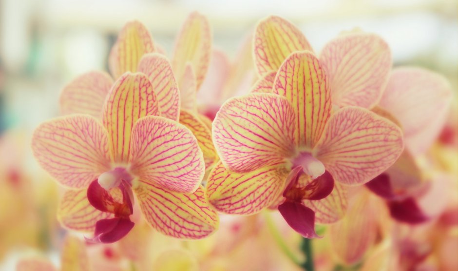 Орхидея желтая с розовыми полосками