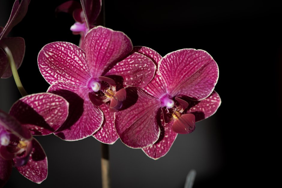 Орхидея Лиордо