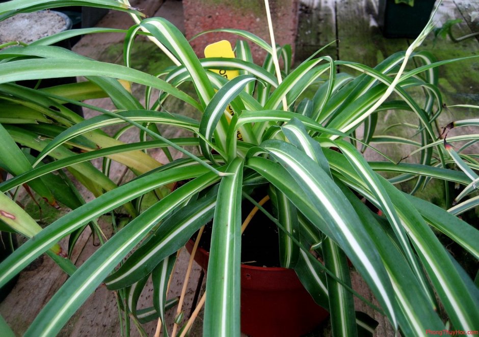 Орхидея Цимбидиум Сакура