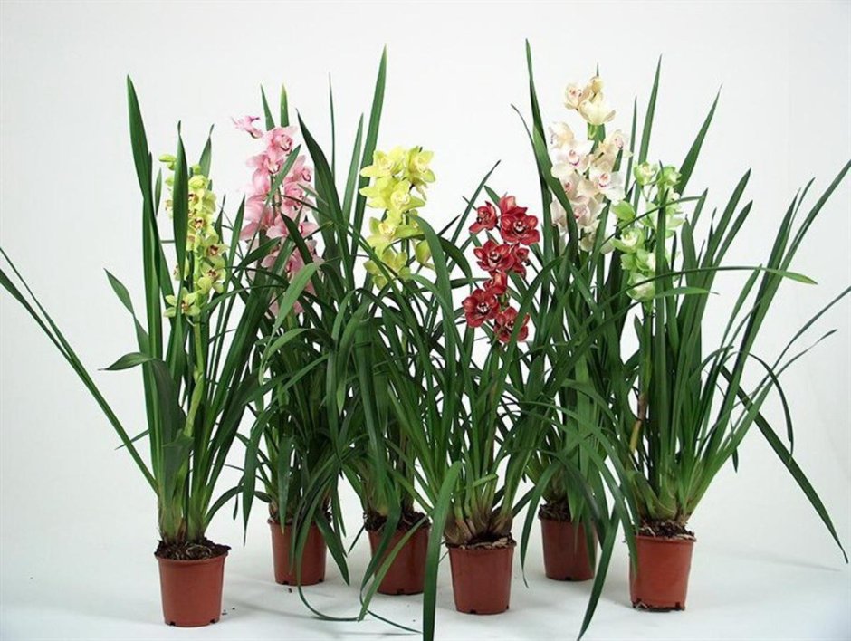 Орхидея эпифитная Ванда