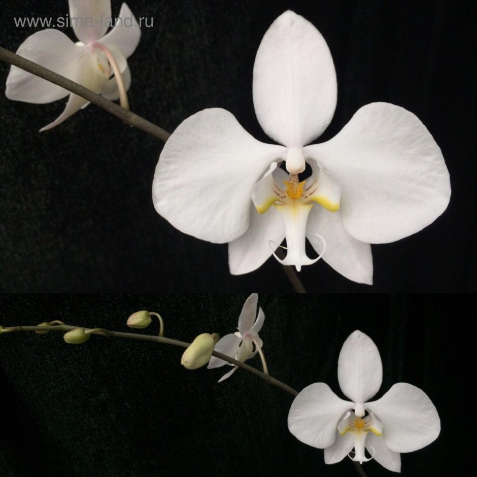 Орхидея фаленопсис Амабилис