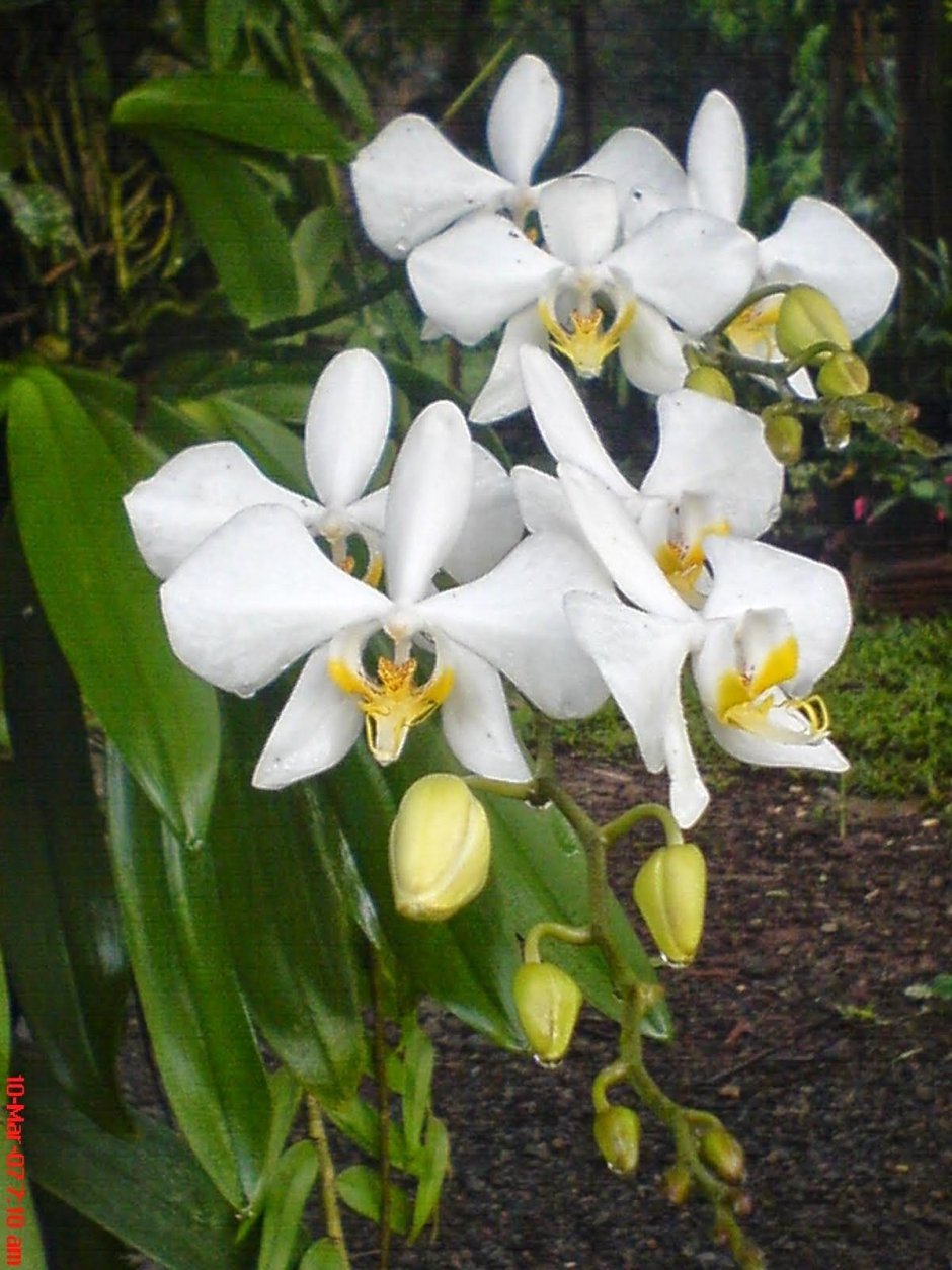 Орхидея Луна фото