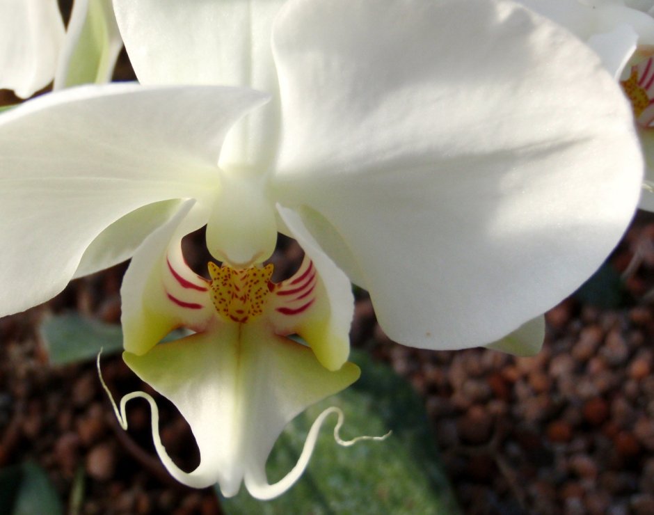 Орхидея amabilis