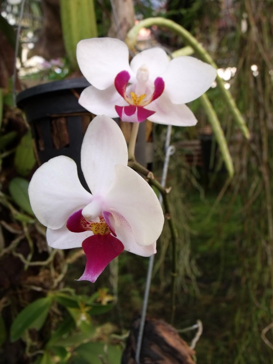 Фаленопсис Беллина Орхидея