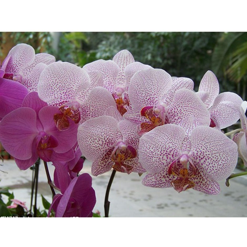 Искусственные орхидеи фиолетовые