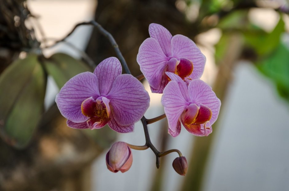 Орхидея Амабилис Вариегата