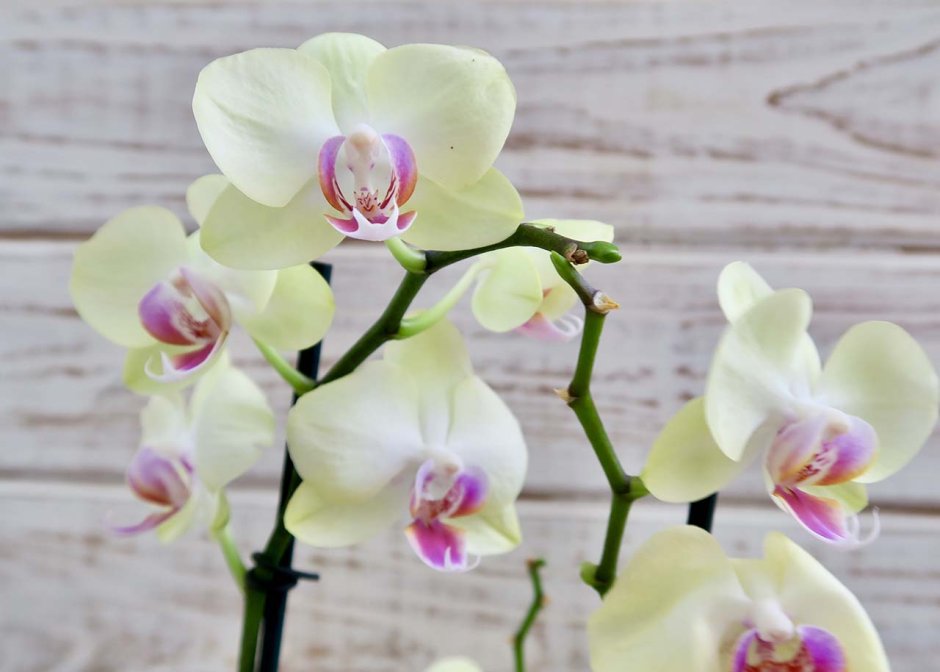 Орхидея Phalaenopsis фисташковая