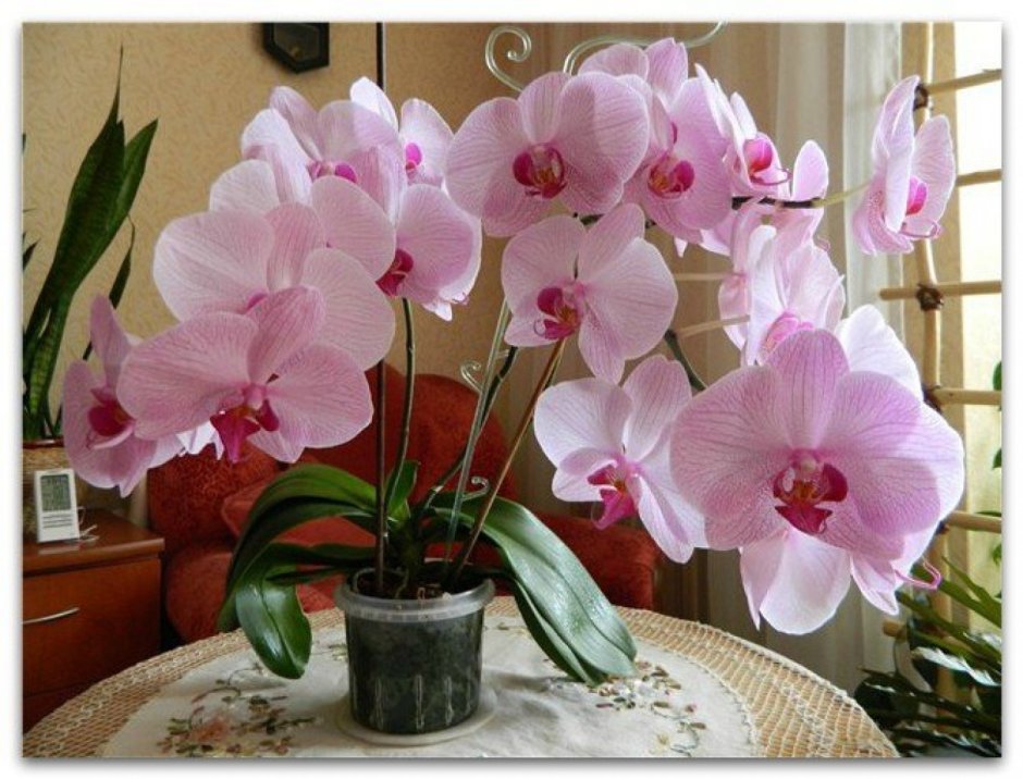 Комнатный цветок Орхидея фаленопсис