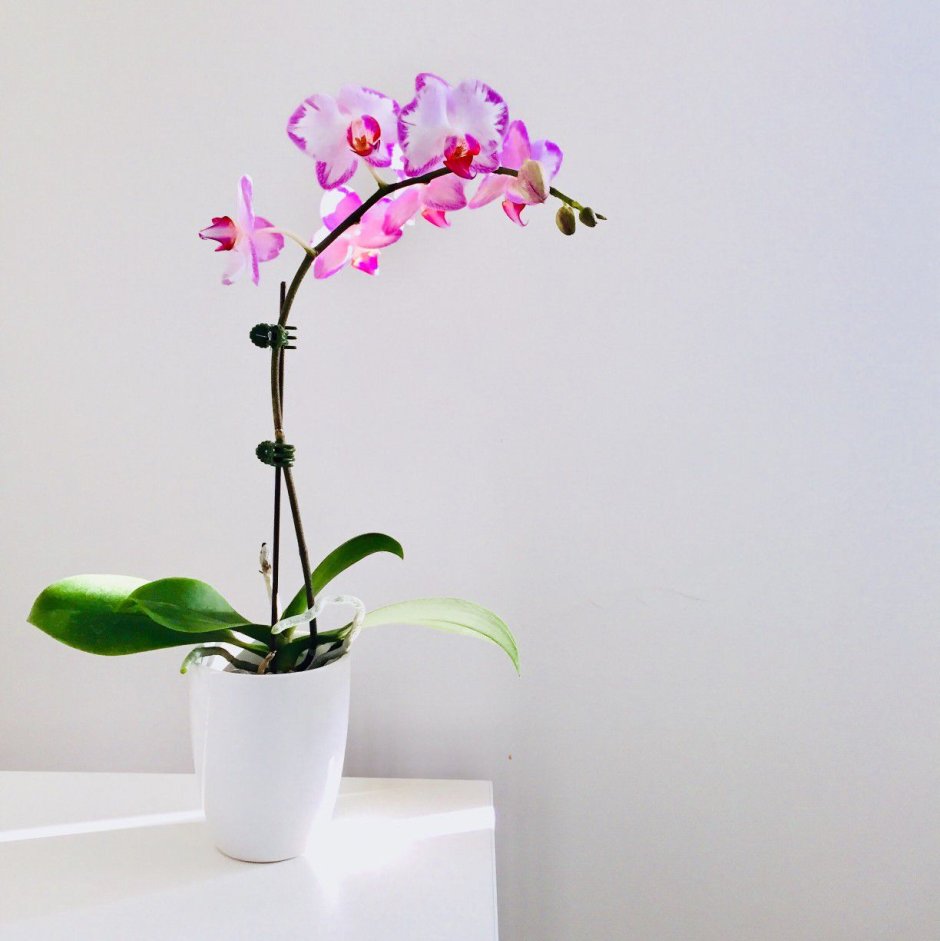 Комнатный цветок орхидея