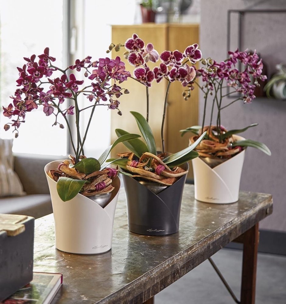 Горшки Лечуза для орхидей