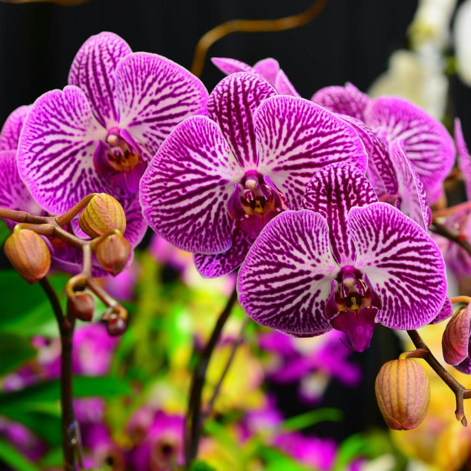 Очень красивые орхидеи