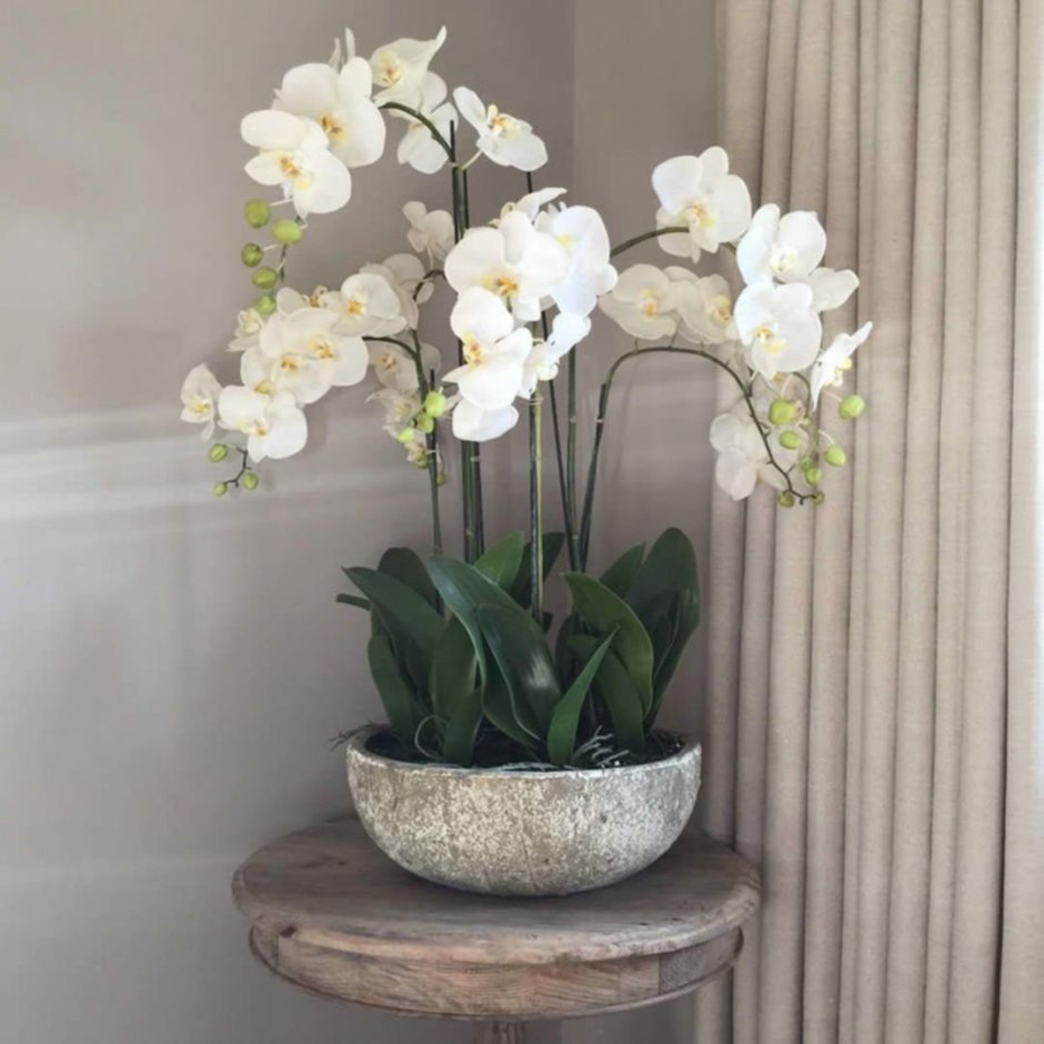 Орхидея фаленопсис белая в горшке