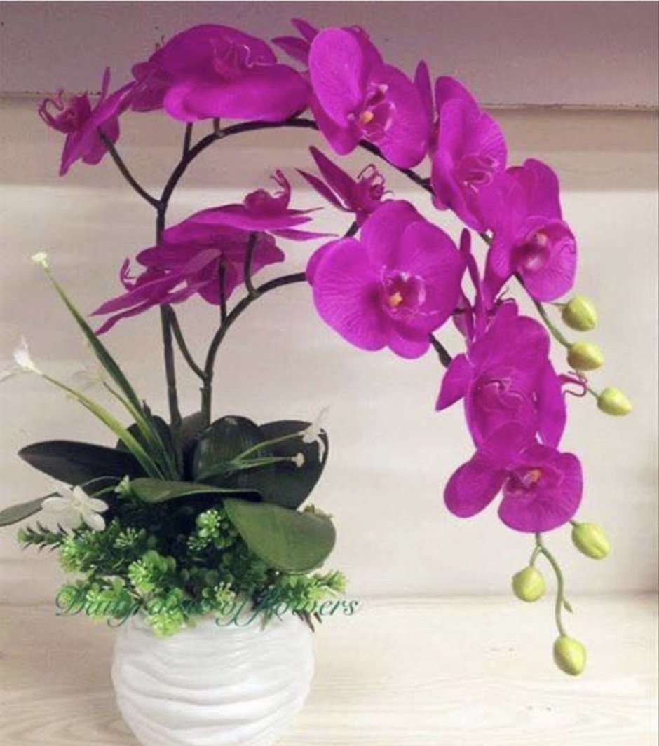 Цветы Икебана Орхидея